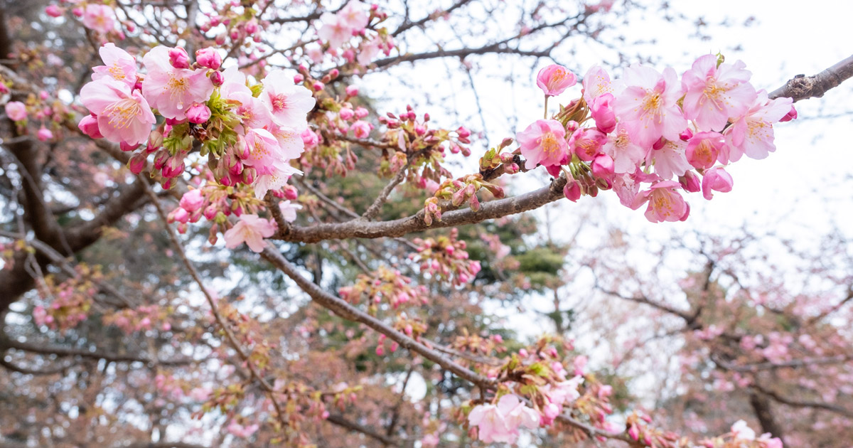 2/21 林試の森公園の河津桜の様子 | 柿の木坂写真工房