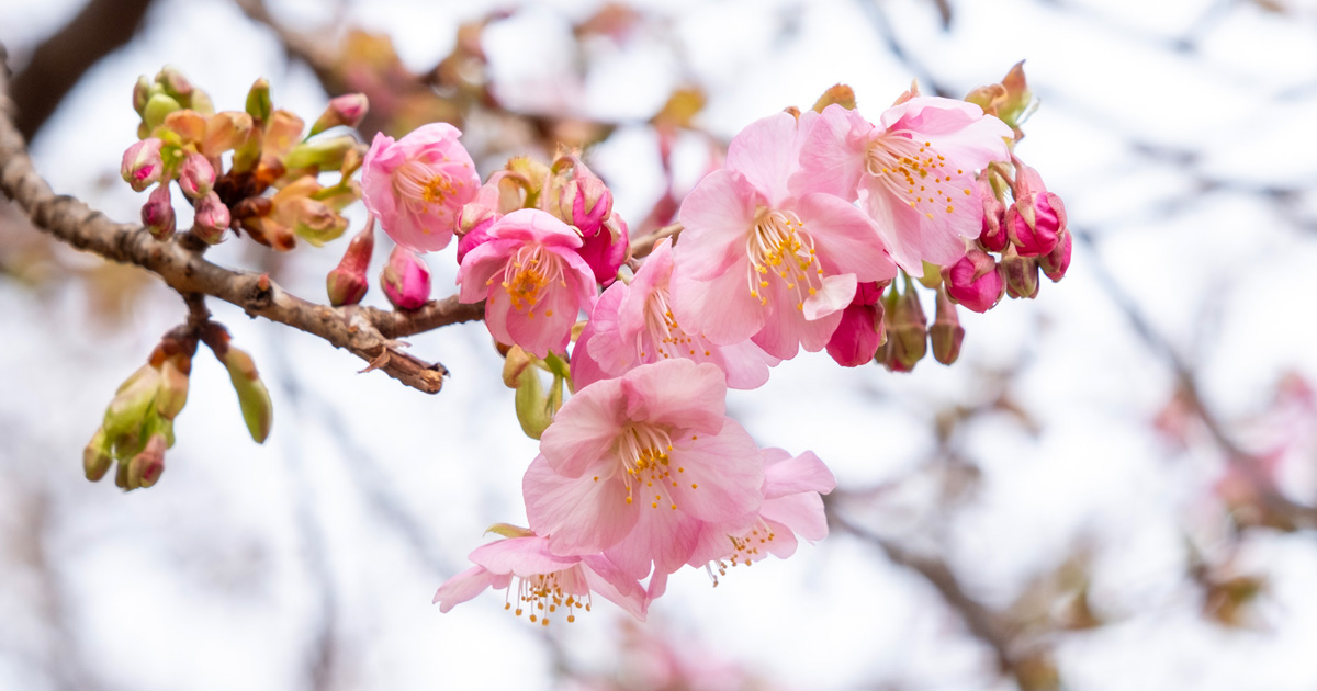 林試の森公園 河津桜の開花状況 | 柿の木坂写真工房