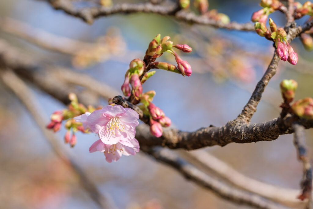 2026林試の森公園・河津桜開花状況