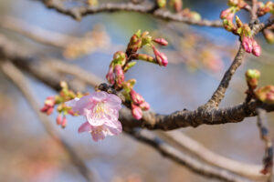 2026林試の森公園・河津桜開花状況